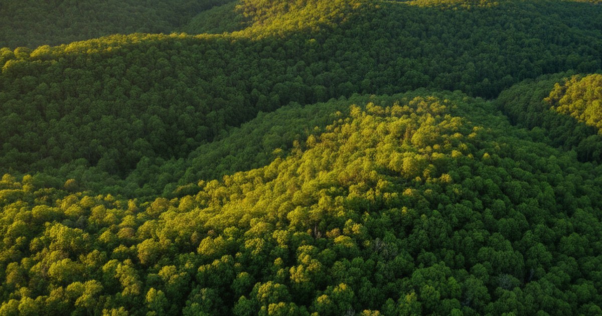 How to buy land in Arkansas: a simple step by step guide